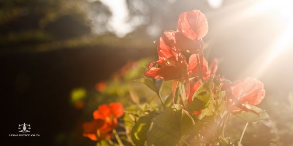 Statutory requirements for a Section 29 Notice to Creditors