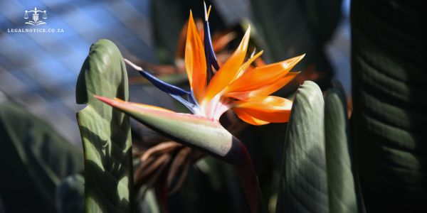 Notice to Creditors in KwaZulu-Natal