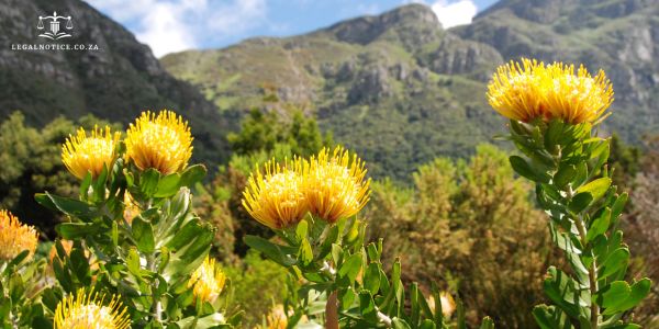 Notice to Creditors in Cape Town
